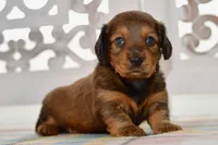 Debbie, a female Miniature Dachshund for sale in Anderson, MO – 4 of 8