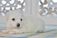 Glenn, a male Bichon Frise for sale in Anderson, MO – 3 of 8