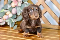 Max, a male Miniature Dachshund for sale in Anderson, MO – Photo 4 of 8