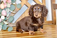 Max, a male Miniature Dachshund for sale in Anderson, MO – Photo 7 of 8