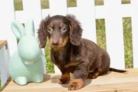 Max, a male Miniature Dachshund for sale in Anderson, MO – Photo 4 of 5