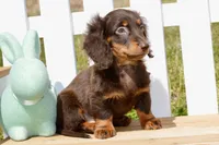 Max, a male Miniature Dachshund for sale in Anderson, MO – Photo 2 of 5