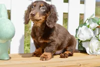 Max, a male Miniature Dachshund for sale in Anderson, MO – Photo 5 of 5