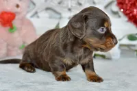 Max, a male Miniature Dachshund for sale in Anderson, MO – Photo 7 of 7