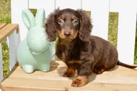 Max, a male Miniature Dachshund for sale in Anderson, MO – Photo 3 of 5