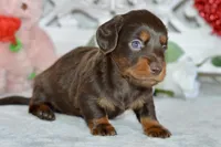 Max, a male Miniature Dachshund for sale in Anderson, MO – Photo 3 of 7