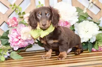 Max, a male Miniature Dachshund for sale in Anderson, MO – 5 of 7