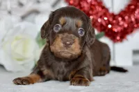 Max, a male Miniature Dachshund for sale in Anderson, MO – Photo 1 of 7