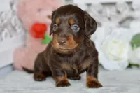 Max, a male Miniature Dachshund for sale in Anderson, MO – Photo 4 of 7