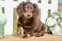 Max, a male Miniature Dachshund for sale in Anderson, MO – Photo 1 of 5