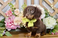 Max, a male Miniature Dachshund for sale in Anderson, MO – 7 of 7