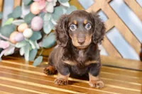 Max, a male Miniature Dachshund for sale in Anderson, MO – Photo 3 of 8