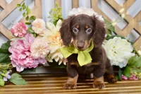 Max, a male Miniature Dachshund for sale in Anderson, MO – 6 of 7