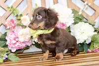 Max, a male Miniature Dachshund for sale in Anderson, MO – 3 of 7