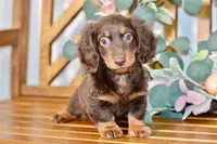 Max, a male Miniature Dachshund for sale in Anderson, MO – Photo 8 of 8
