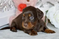 Max, a male Miniature Dachshund for sale in Anderson, MO – Photo 2 of 7