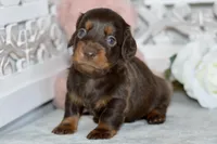 Max, a male Miniature Dachshund for sale in Anderson, MO – Photo 6 of 7