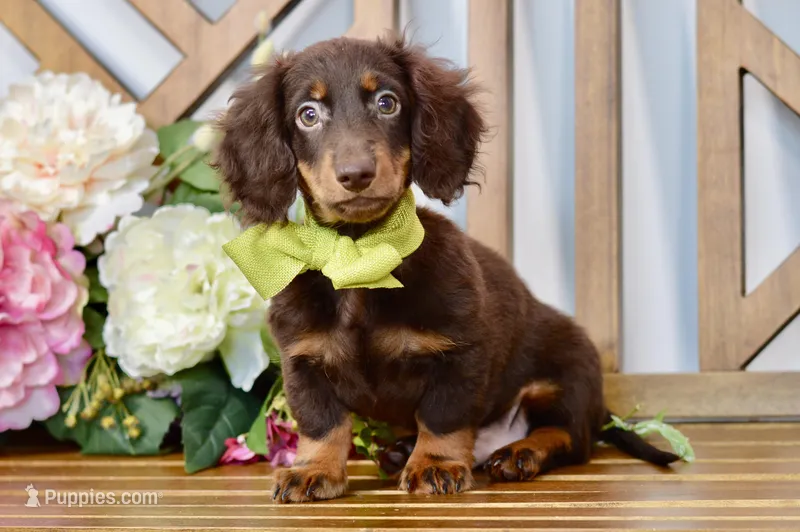 Max – Miniature Dachshund puppy for sale in Anderson, MO