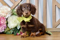 Max, a male Miniature Dachshund for sale in Anderson, MO – 1 of 7