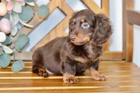 Max, a male Miniature Dachshund for sale in Anderson, MO – Photo 6 of 8
