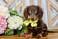 Max, a male Miniature Dachshund for sale in Anderson, MO – 4 of 7