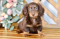Max, a male Miniature Dachshund for sale in Anderson, MO – Photo 2 of 8