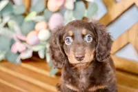 Max, a male Miniature Dachshund for sale in Anderson, MO – Photo 5 of 8