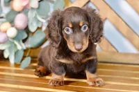 Max, a male Miniature Dachshund for sale in Anderson, MO – Photo 1 of 8