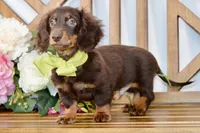Max, a male Miniature Dachshund for sale in Anderson, MO – 2 of 7