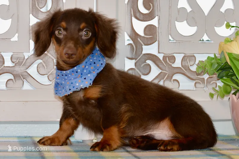 Nash – Miniature Dachshund puppy for sale in Anderson, MO