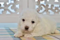 Glenn, a male Bichon Frise for sale in Anderson, MO – 6 of 8