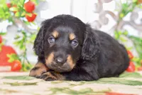 Marvin, a male Dachshund for sale in Anderson, MO – 5 of 8