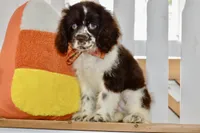 Robyn, a female Cocker Spaniel for sale in Anderson, MO – 4 of 8