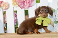 Nash, a female Miniature Dachshund for sale in Anderson, MO – 5 of 8