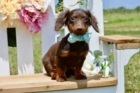 Nash, a female Miniature Dachshund for sale in Anderson, MO – 8 of 8