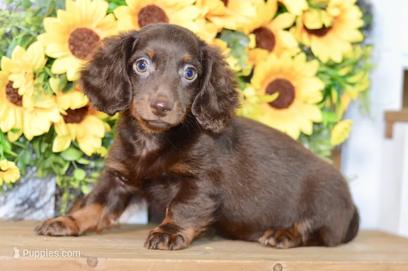 Drew – Miniature Dachshund puppy for sale in Anderson, MO