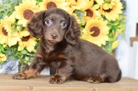 Drew, a male Miniature Dachshund for sale in Anderson, MO – 1 of 8
