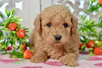 Jared, a male Miniature Goldendoodle for sale in Anderson, MO – 7 of 7