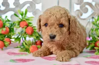 Jared, a male Miniature Goldendoodle for sale in Anderson, MO – 4 of 7