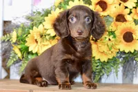 Drew, a male Miniature Dachshund for sale in Anderson, MO – 4 of 8