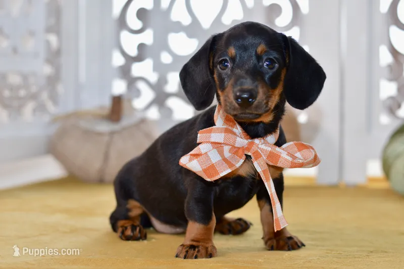 Sybel – Miniature Dachshund puppy for sale in Anderson, MO
