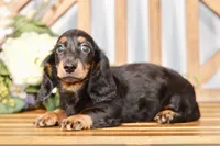 Able, a male Miniature Dachshund for sale in Anderson, MO – 6 of 8