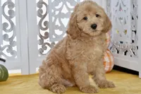 Jake, a male Miniature Goldendoodle for sale in Anderson, MO – 7 of 8