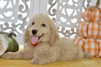 Jay, a male Miniature Goldendoodle for sale in Anderson, MO – 2 of 8