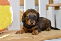 Gabby, a female Dachshund for sale in Anderson, MO – 5 of 8