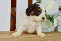 Caleb, a male Cockapoo for sale in Anderson, MO – 3 of 6