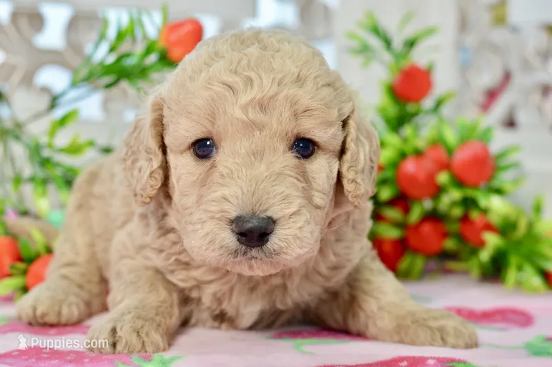 Jay – Miniature Goldendoodle puppy for sale in Anderson, MO