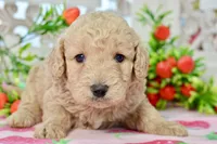 Jay, a male Miniature Goldendoodle for sale in Anderson, MO – 1 of 8