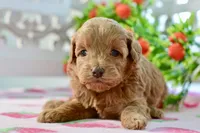 Josey, a female Miniature Goldendoodle for sale in Anderson, MO – 8 of 8