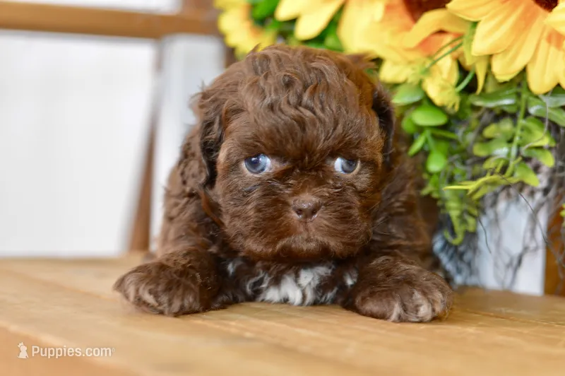 Kaycee – Shih Tzu puppy for sale in Anderson, MO